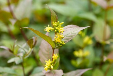 Diervilla splendens
