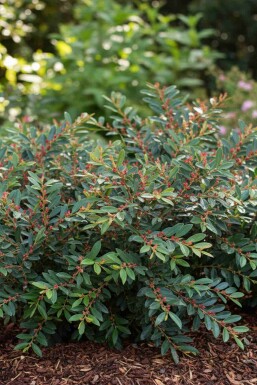 Distylium Distylium 'Blue Cascade' struik Distylium 'Blue Cascade' struik