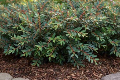 Distylium Distylium 'Blue Cascade' struik Distylium 'Blue Cascade' struik
