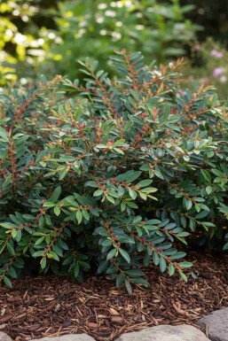 Distylium 'Blue Cascade' struik