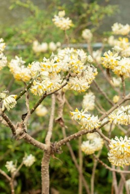 Papierstruik Edgeworthia chrysantha struik Edgeworthia chrysantha struik