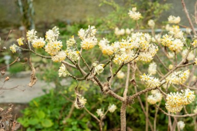 Papierstruik Edgeworthia chrysantha struik Edgeworthia chrysantha struik