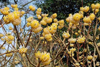 Papierstruik Edgeworthia chrysantha 'Grandiflora' struik Edgeworthia chrysantha 'Grandiflora' struik