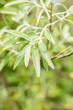 Elaeagnus angustifolia