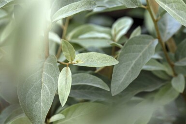 Elaeagnus angustifolia