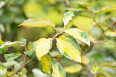 Elaeagnus ebbingei 'Limelight'