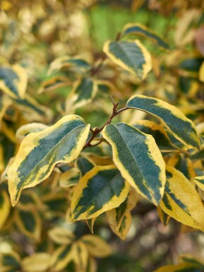Elaeagnus pungens 'Maculata'