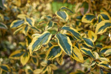 Elaeagnus pungens 'Maculata'