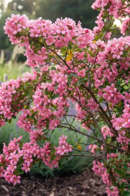 Escallonia 'Donard Seedling' struik