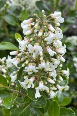 Escallonia Escallonia 'Iveyi' struik Escallonia 'Iveyi' struik