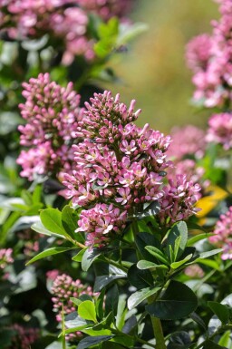 Escallonia Escallonia 'Pink Elle' struik Escallonia 'Pink Elle' struik