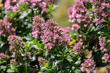 Escallonia Escallonia 'Pink Elle' struik Escallonia 'Pink Elle' struik