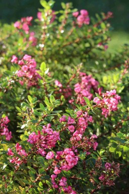 Rode escallonia Escallonia 'Red Dream' struik Escallonia 'Red Dream' struik