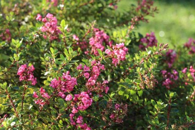 Rode escallonia Escallonia 'Red Dream' struik Escallonia 'Red Dream' struik