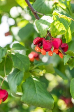 Euonymus europaeus