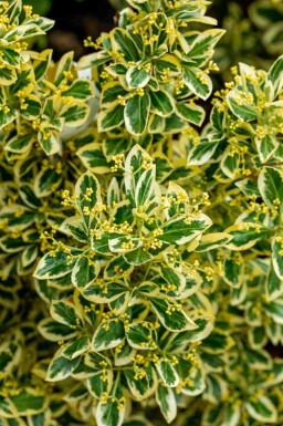 Euonymus japonicus 'Bravo'
