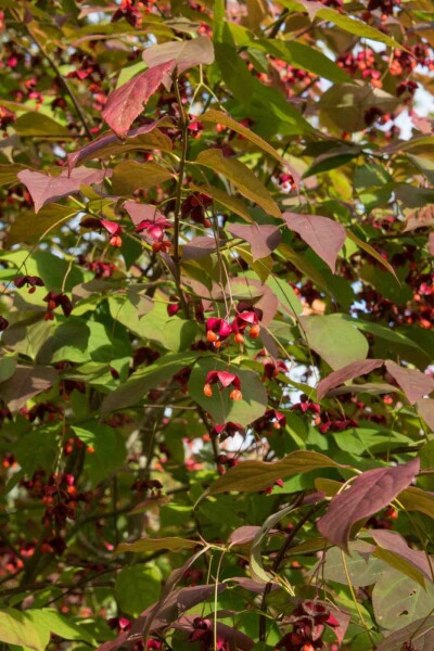 Kardinaalsmuts Euonymus planipes struik Euonymus planipes struik