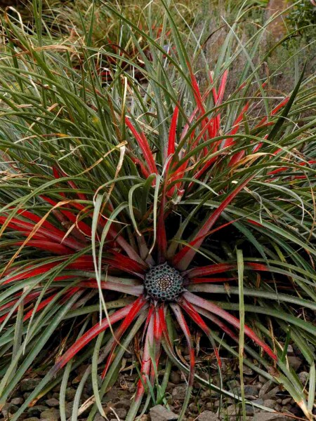 Fascicularia Fascicularia bicolor struik Fascicularia bicolor struik