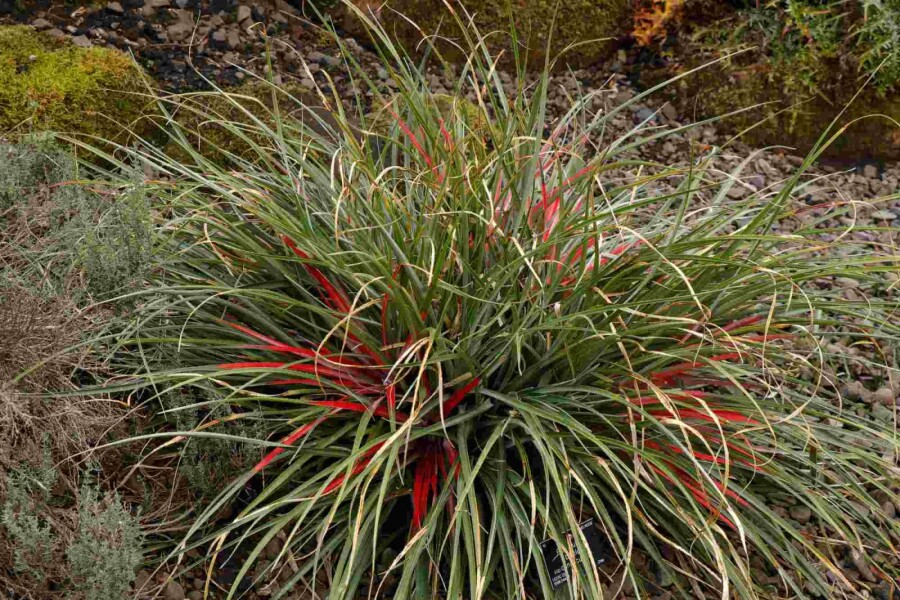 Fascicularia Fascicularia bicolor struik Fascicularia bicolor struik