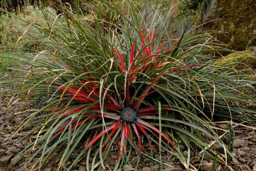 Fascicularia Fascicularia bicolor struik Fascicularia bicolor struik
