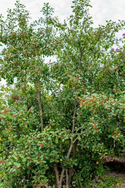Vuilboom Frangula alnus struik Frangula alnus struik