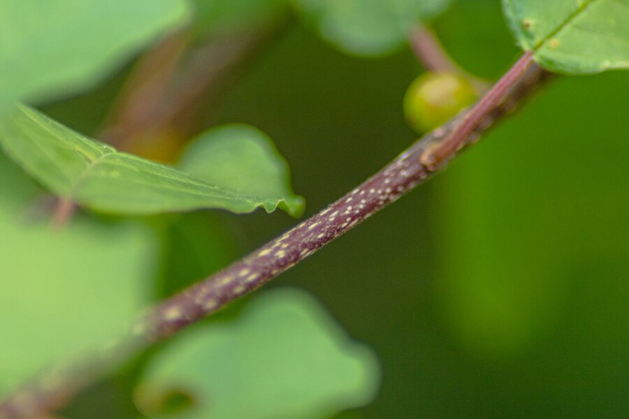 Vuilboom Frangula alnus struik Frangula alnus struik