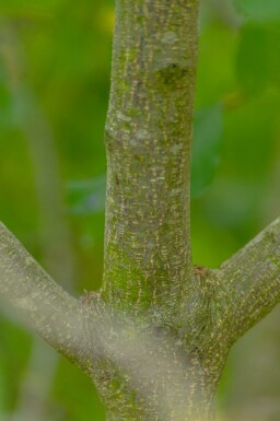 Vuilboom Frangula alnus struik Frangula alnus struik
