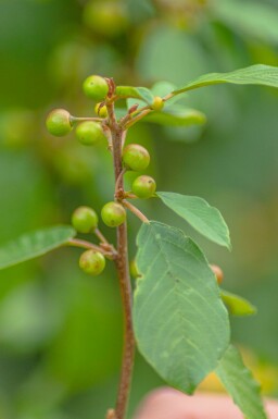 Vuilboom Frangula alnus struik Frangula alnus struik