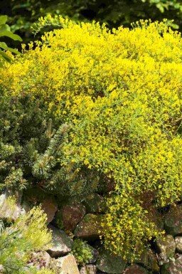 Bremstruik Genista lydia struik Genista lydia struik