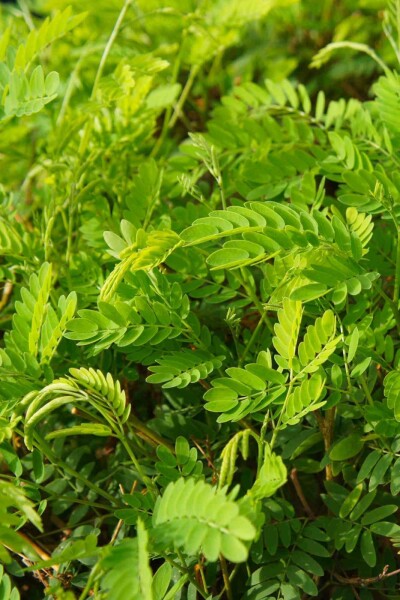 Valse christusdoorn Gleditsia triacanthos 'Elegantissima' struik Gleditsia triacanthos 'Elegantissima' struik