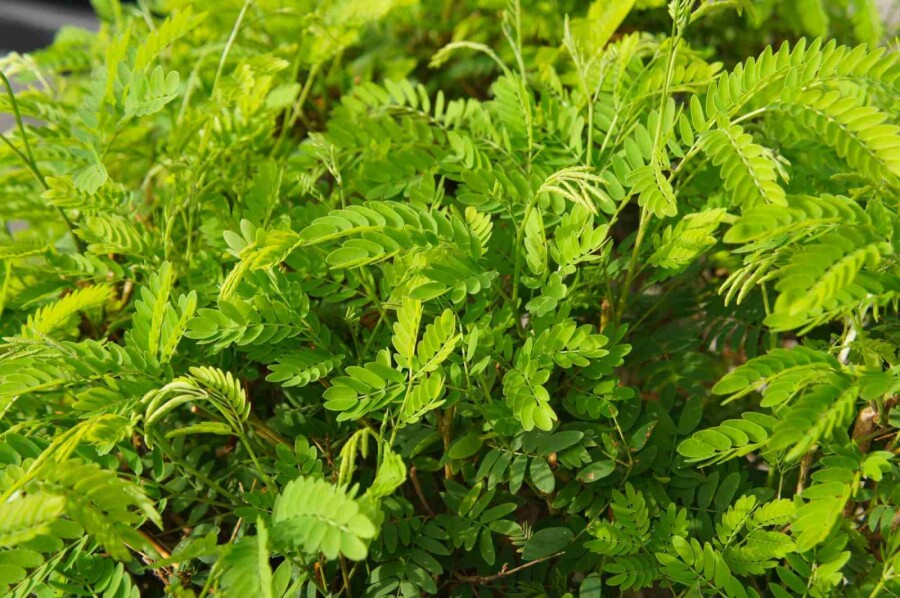 Valse christusdoorn Gleditsia triacanthos 'Elegantissima' struik Gleditsia triacanthos 'Elegantissima' struik