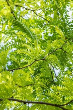 Gleditsia triacanthos 'Sunburst'