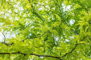 Gleditsia triacanthos 'Sunburst'