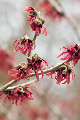 Toverhazelaar Hamamelis mollis struik Hamamelis mollis struik
