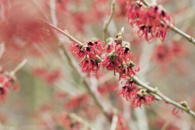 Toverhazelaar Hamamelis mollis struik Hamamelis mollis struik