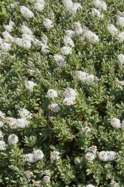 Struikveronica Hebe albicans struik Hebe albicans struik