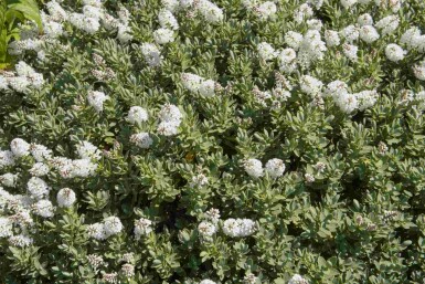 Struikveronica Hebe albicans struik Hebe albicans struik