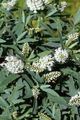 Struikveronica Hebe 'Blue Star' struik Hebe 'Blue Star' struik