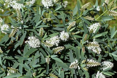 Struikveronica Hebe 'Blue Star' struik Hebe 'Blue Star' struik