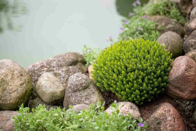 Hebe Hebe buxifolia struik Hebe buxifolia struik