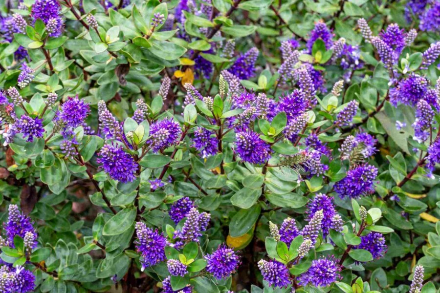 Hebe Hebe franciscana struik Hebe franciscana struik