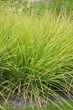 Fonteinkruid Sesleria autumnalis 5-10 Pot P9 Sesleria autumnalis