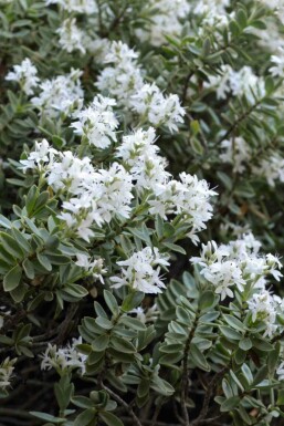 Hebe Hebe pinguifolia struik Hebe pinguifolia struik