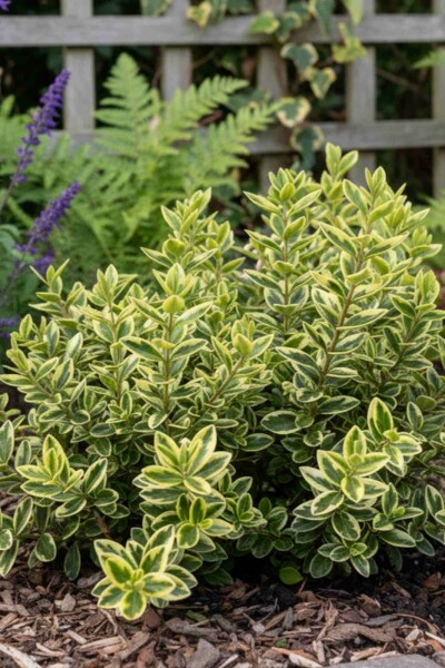 Hebe 'Pinocchio' struik