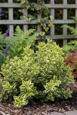 Hebe 'Pinocchio' struik