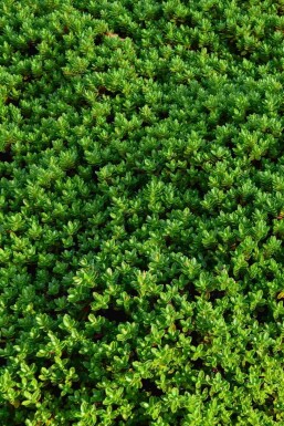 Hebe Hebe rakaiensis struik Hebe rakaiensis struik