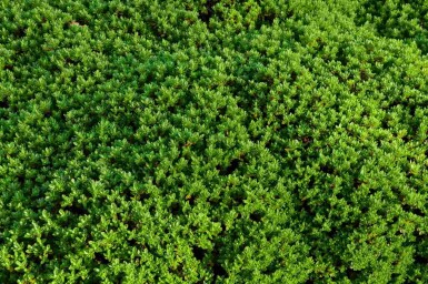 Hebe Hebe rakaiensis struik Hebe rakaiensis struik