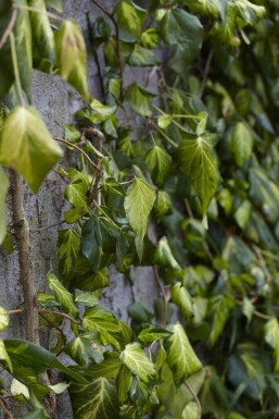 Hedera colchica 'Fall Favourite'