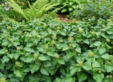 Hedera helix 'Arbori Compact' struik