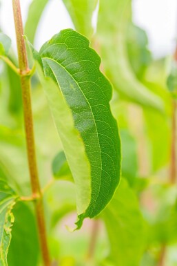 Heptacodium miconioides